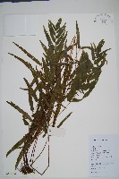 藏品(箭葉鱗始蕨)的圖片