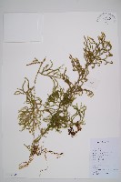 藏品(過山龍)的圖片