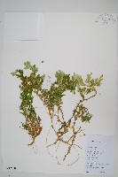 藏品(生根卷柏)的圖片