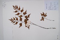 藏品(石生鐵角蕨)的圖片