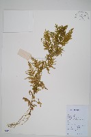 藏品(全緣卷柏)的圖片