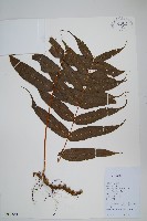 藏品(肢節蕨)的圖片