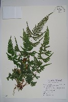 藏品(半邊羽裂鳳尾蕨)的圖片