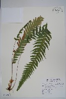 藏品(翅軸假金星蕨、短柄卵果蕨)的圖片