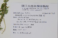 藏品(全緣卷柏)的圖片