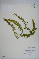 藏品(瓶蕨)的圖片