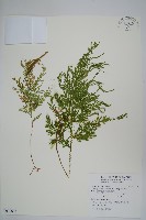 藏品(密葉卷柏)的圖片