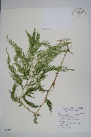 藏品(全緣卷柏)的圖片