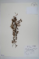 藏品(抱樹蕨、伏石蕨)的圖片