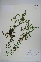 藏品(海金沙)的圖片