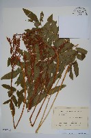 藏品(紫萁)的圖片