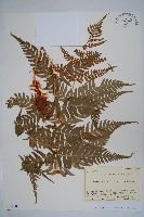 藏品(二型鱗毛蕨)的圖片