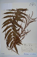 藏品(華中瘤足蕨)的圖片