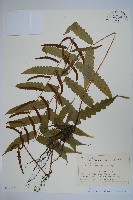 藏品(海南實蕨)的圖片