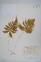 藏品(長柄假金星蕨、長柄卵果蕨)的圖片