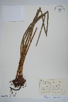 藏品(大木賊)的圖片