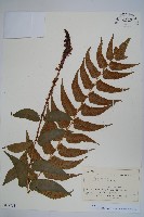 藏品(貫眾蕨)的圖片