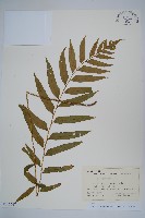 藏品(狹葉貫眾蕨)的圖片