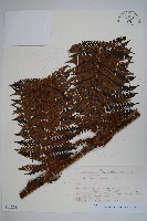 藏品(台灣桫欏)的圖片