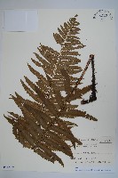 藏品(杭州鱗毛蕨)的圖片