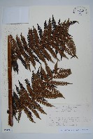 藏品(台灣桫欏)的圖片