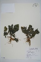 藏品(翅柄鳳尾蕨)的圖片