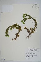 藏品(長柄千層塔)的圖片