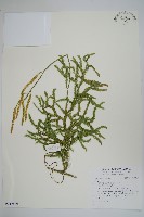 藏品(石松)的圖片