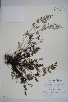 藏品(臺灣粉背蕨)的圖片