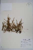 藏品(絨毛石葦)的圖片