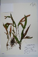 藏品(松田氏石葦)的圖片