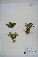 藏品(萬年松)的圖片