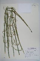 藏品(木賊)的圖片