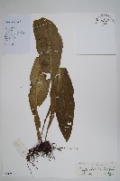 藏品(斷線蕨)的圖片