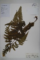 藏品(闊葉短腸蕨)的圖片