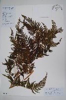 藏品(大金星蕨)的圖片