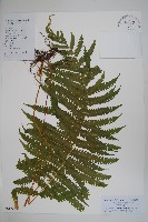 藏品(密毛毛蕨)的圖片