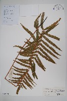 藏品(鐵毛蕨、毛蕨)的圖片