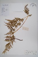 藏品(日本金粉蕨)的圖片