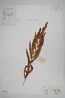 藏品(柄葉鱗毛蕨)的圖片