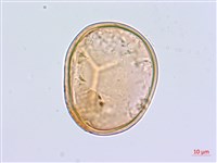 藏品(鹵蕨)的圖片