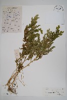 藏品(生根卷柏)的圖片