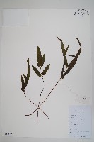 藏品(箭葉鱗始蕨)的圖片