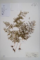 藏品(雨蕨)的圖片