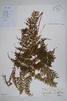 藏品(碗蕨)的圖片