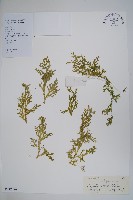 藏品(疏松卷柏)的圖片