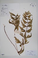 藏品(半邊羽裂鳳尾蕨)的圖片