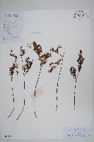 藏品()的圖片