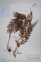 藏品(烏蕨)的圖片