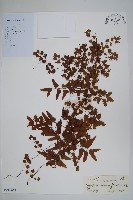 藏品(小葉海金沙)的圖片